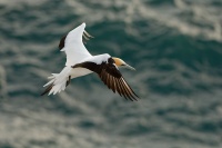 Terej australsky - Sula serrator - Australian Gannet - takapu 1800